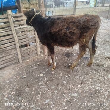 кел кел: Сатам | Бука (эркек) | Аргын | Бордоп семиртүү үчүн | Байланган — 9