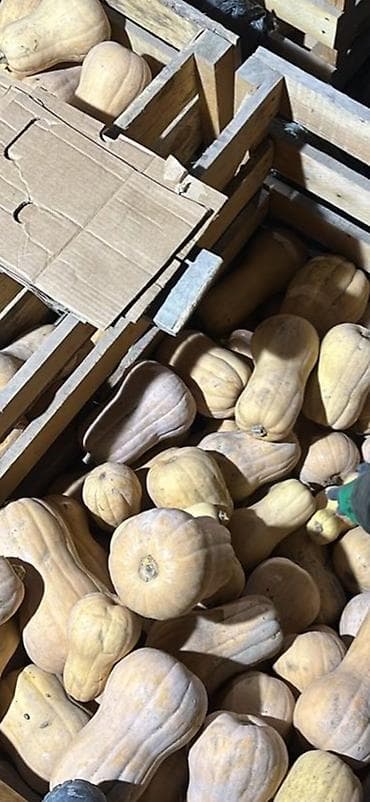 Тыква Матильда (мускатная) - Сорт: Матильда (бутылочная форма