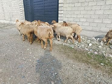 кой соебуз: Продаю | Овца (самка) | На забой | Матка — 7