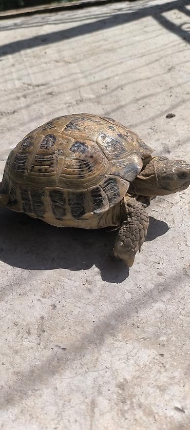 клевер: Среднеазиатская сухопутная черепаха (Testudo horsfieldii). Описание — 2
