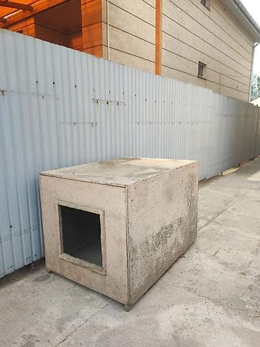 alabai dog: Собака даром: Алабай, 1 месяц, Самец, С родословной — 1