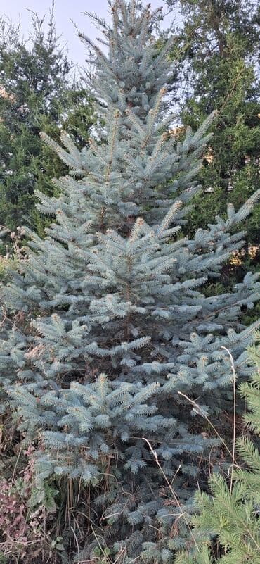 аэратор для газона: Саженцы деревьев: Ели — 9