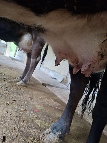 продаю коров: Продаю | Корова (самка) | Для молока | Привязанные — 4