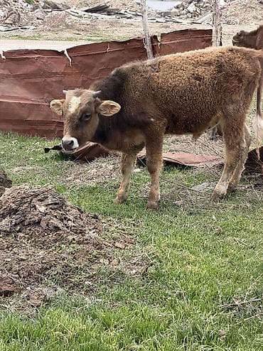 сенбернар бишкек: Сатам | Бука (эркек) | Алатоолук, Голштин, Аргын — 4