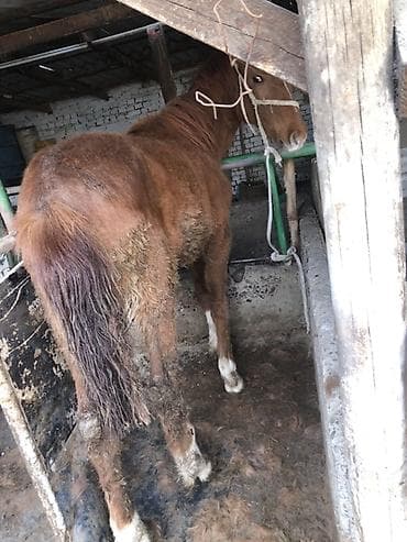 жеребц: Продаю | Жеребец | Для разведения, На забой — 2