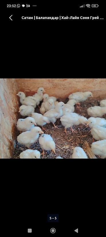 фазаны цыплята: Продаю | Цыплята | Бройлерная | На забой — 5