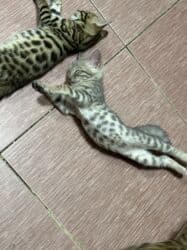 котёнок в добрые руки: Бенгальская, 2 месяца, Мальчик, Голубой, Приучена к лотку — 2