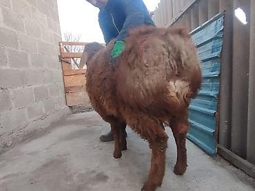 голуби голубей птицы: Продаю | Баран (самец) | Гиссарская — 2