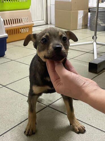 померанский шпиц цена бишкек: Собака даром: Дворняжка, 2 месяца, Самец, С прививкой — 2
