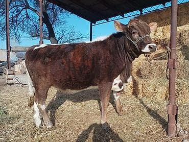 бишкек торпок: Сатам | Кунаажын | Аргын | Көбөйтүү үчүн | Байланган — 7