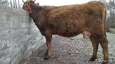 скот корова: Продаю | Корова (самка) | Для молока — 8