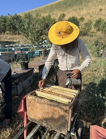 Бал: Натуральный пчелиный мёд Чон Алайский мёд🍯 Майский полезный мёд 😋 — 1