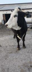 золотой фазан: Продаю | Корова (самка) | Алатауская | Для молока | Стельные — 15