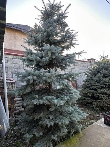 саженцы живой изгороди купить: Көчөттөр дарактардын: Карагайлар, Өзү алып кетүү — 5