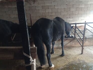 птичий рынок: Продаю | Кобыла (самка) | На забой — 5