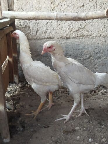 отдам породистую собаку в хорошие руки: Дакан ак мекиштер сатылат алмашу жолдору бар адрес Заря Тынчтык конушу — 6