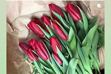 LED гирляндалар: Тюльпаны оптом !75с — 9