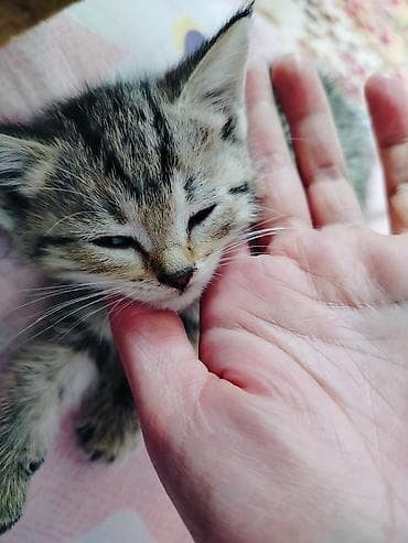 кошка бенгальская: Беспородная, 2 месяца, Девочка, Серый — 2