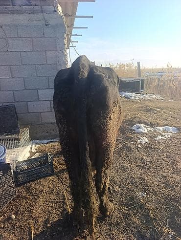 Грызуны: Продаю | Корова (самка) | Для молока | Привязанные — 2