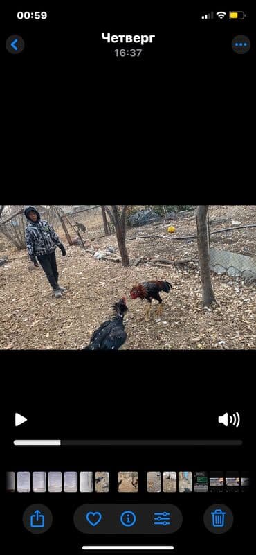 яицо дакана: Продаю | Петух — 5