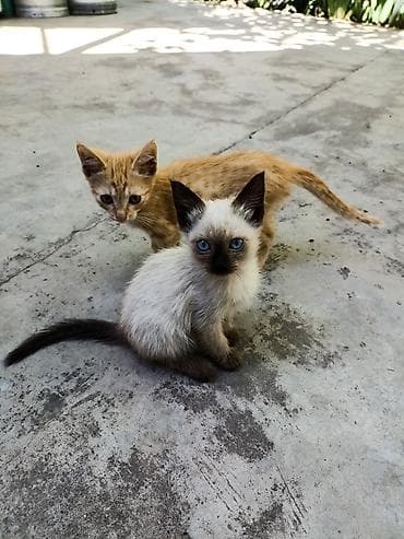 Отдадим в добрые руки маленьких очаровательных котят🤗 Ласковые — 1