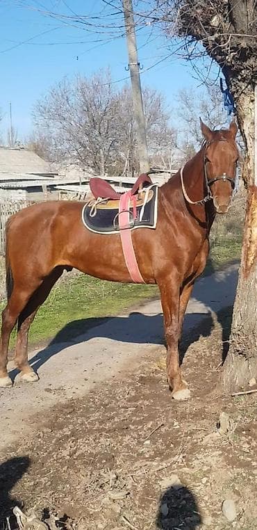 хаски сколько стоит: Продаю | Жеребец | Полукровка | Конный спорт | Племенные — 10