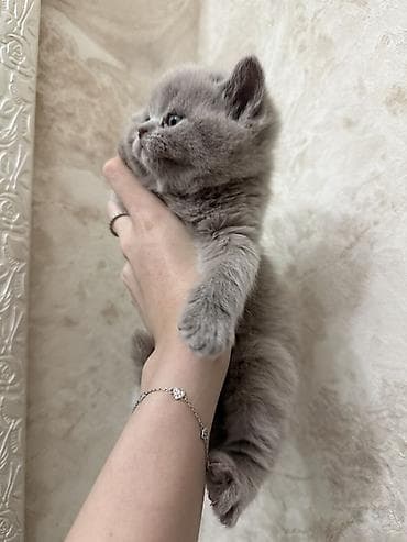 Животные: Шотландцы,окрас голубой (серый). - Плюшевые малыши с крупной круглой — 3