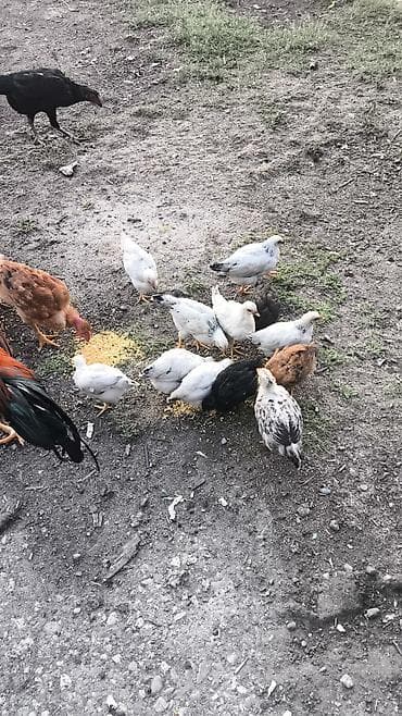 Защитные сетки от птиц