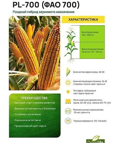 продаю петухов: Оптом и в розницу профессиональные семена гибридов. от 170$ — 4