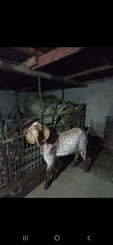 коозу кой: Продаю | Козёл (самец) | Битал | Для разведения | Осеменитель — 1