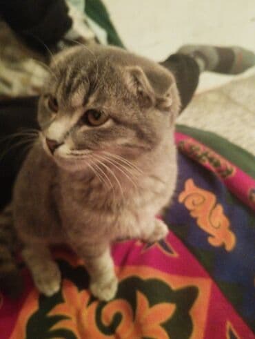 купить кота персидского: Скотиш Фолд (Шотландская вислоухая), 8 месяцев, Мальчик, Серый, Приучена к лотку — 3