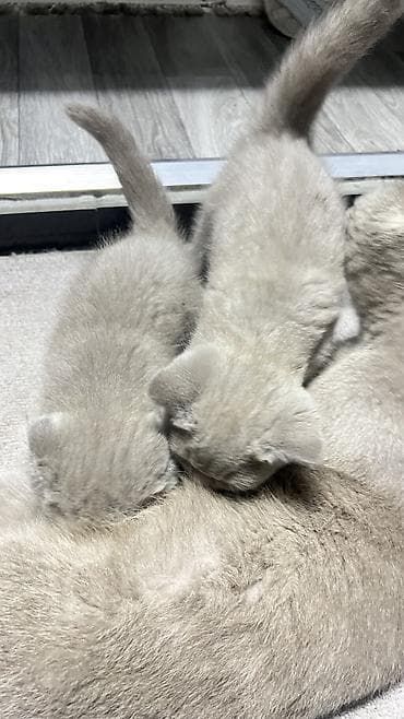 кошка вислаухая: Скотиш Фолд (Шотландская вислоухая), 2 месяца, Девочка, Серый — 10