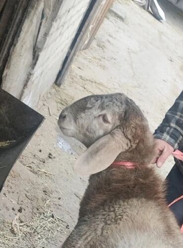 4 5мм: Сатам | Кочкор (эркек) | Арашан | Көбөйтүү үчүн | Асыл тукумдуу — 1