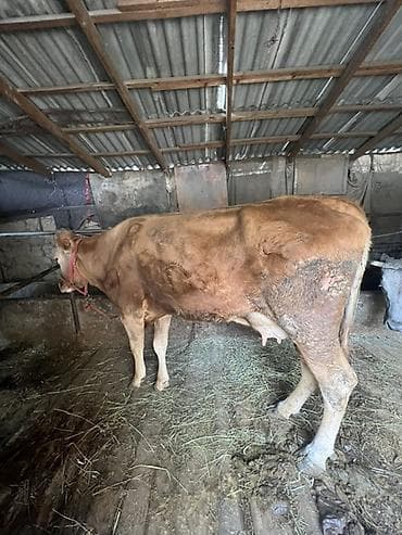 Үй жаныбарлары үчүн товарлар: Сатам | Уй (ургаачы) | Сүт алуу үчүн | Байланган — 2