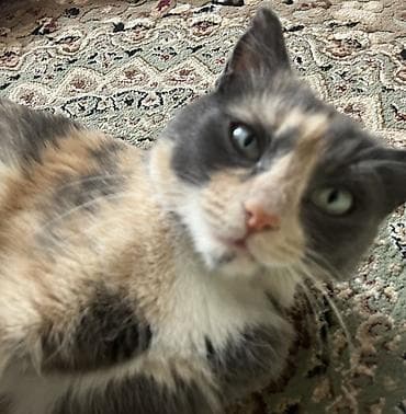 бенгал кошки: 2 года, Девочка — 2