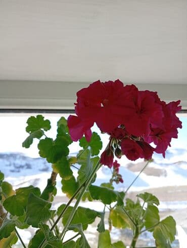 2 ярусная кровать с диваном: Комнатные растения в горшках. 1) Барвинок (Catharanthus roseus) — — 8