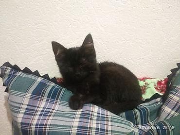 отдам даром котенка бишкек: 1 месяц, Мальчик, Приучена к лотку, Проглистована — 2