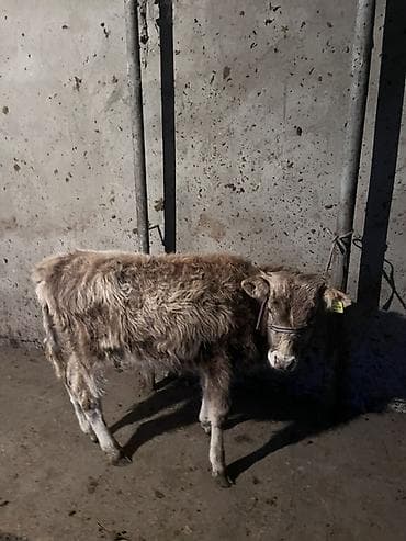 сары булун: Сатам | Бука (эркек) | Бордоп семиртүү үчүн | Байланган — 3