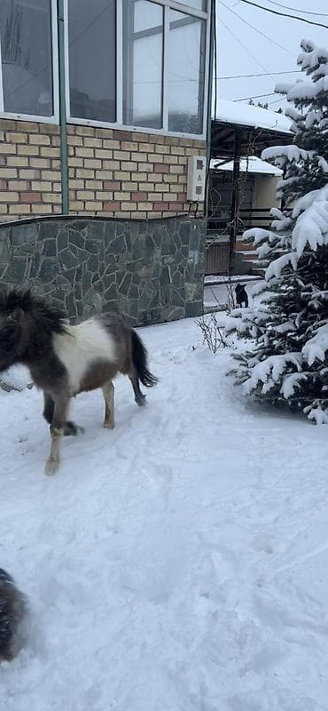 детская лошадь: Продаю | Конь (самец), Жеребец | Для разведения, Рабочий, Конный спорт | Племенные, Осеменитель — 5