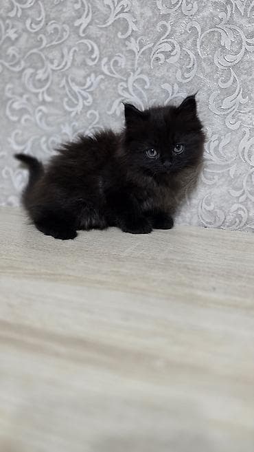 коша: Беспородная, 2 месяца, Мальчик, Приучена к лотку — 3