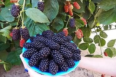 Продам рассаду ежемалины. По интересующим вопросам обращаться по т