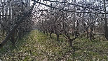 уча: 5 соток, Красная книга — 5