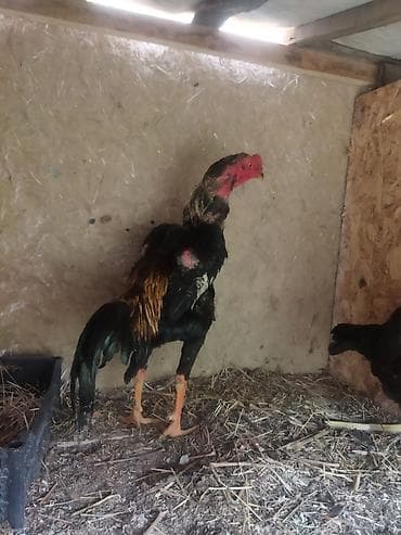 купить собаку в бишкеке: Продаю | Петух | Бойцовая | Для разведения — 1
