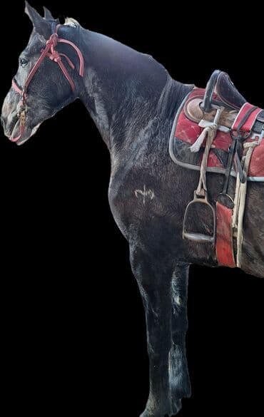 мустанг лошадь цена: Продаю | Конь (самец) | Рабочий — 4