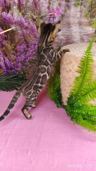 сколько стоит котенок британской золотой шиншиллы: Красивейшие Бенгальские котята 3мес девочки и мальчики. Проф питомник — 5