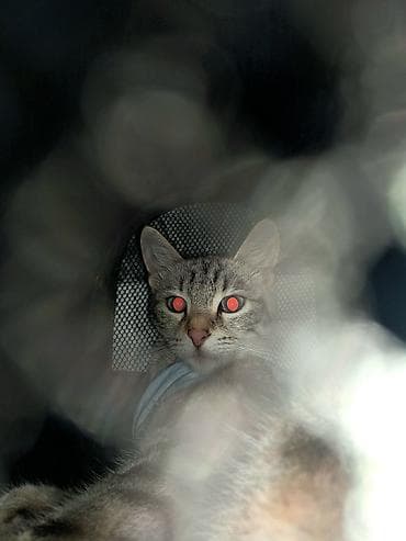 кошка купить бишкек: 1 год, Девочка, Приучена к лотку — 4