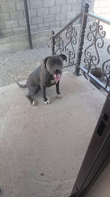 продаю собаку: Куплю щенка смесь питбуля и лабрадора пол не имеет значения — 2