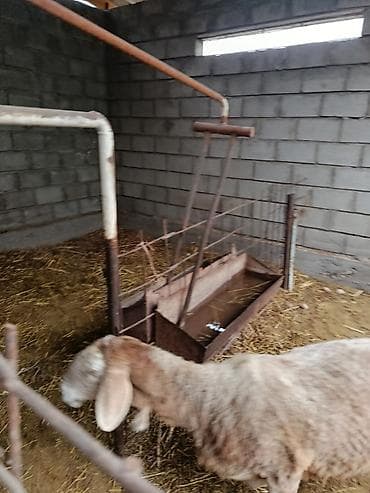 ящик для одежды: Продаю | Овца (самка) | Для разведения | Матка — 3