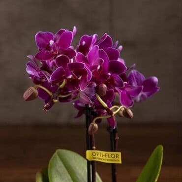 искусственные цветы бишкек: Орхидеи❤️ Продаю домашнюю коллекцию В ДАННЫЙ МОМЕНТ НЕ ЦВЕТУТ!!! — 3