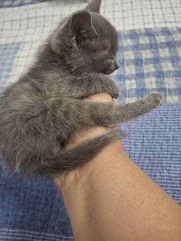 кошка купить бишкек: 2 месяца, Девочка — 9